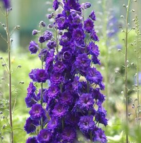 Delphinium ‘Pagan Purples’.