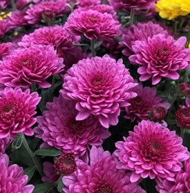 Paradiso Pink