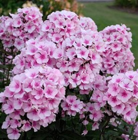 ‘Bright Eyes’ Phlox paniculata