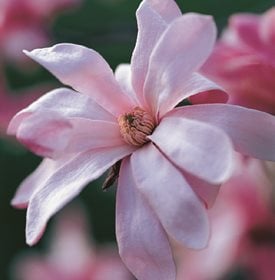 Loebner magnolias (Magnolia xloebneri