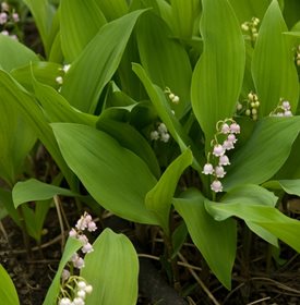 C. majalis ‘Rosea’ - Monique Dumas-Quesnel / Millette Photomedia.