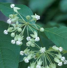 Asclepias exaltata (poke milkweed) - Photo by: Ross Frid / Alamy Stock Photo.