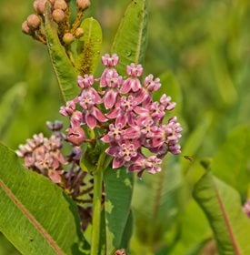 Asclepias sullivantii (prairie milkweed) - Photo by: James Mundy, Nature’s Ark Photography / Alamy Stock Photo