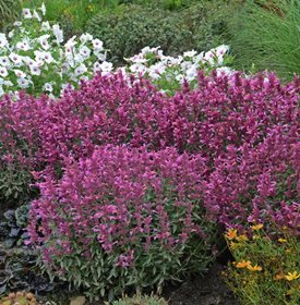 ROSIE POSIE AGASTACHE