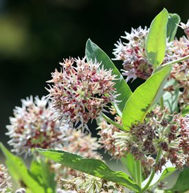 Asclepias speciosa (showy milkweed) - Photo by: Randy Bjorklund / Shutterstock.