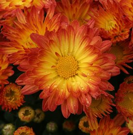 Stacy Dazzling Orange