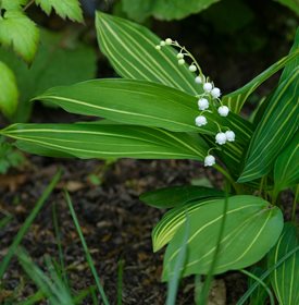 C. majalis ‘Albostriata’ - fotoflora.com / Alamy Stock Photo.