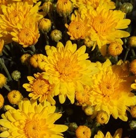 Sundance Yellow