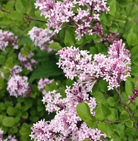 Syringa meyeri 'Palibin - Photo by: Ilona5555 / Shutterstock.