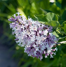 Syringa puvescens - 'Miss Kim' - Photo by: Garden World Images Ltd