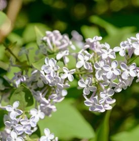 Syringa vulgaris - 'Madame Lemoine' - Photo by: Maxal Tamor