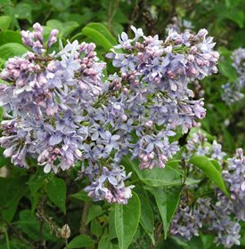 Syringa vulgaris - 'Wedgewiid Blue' - Photo by: Garden World Images, Ltd.