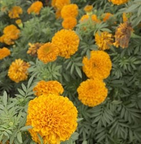 Tagetes erecta ‘Moonsong Deep Orange’ - ESB Essentials / Shutterstock.