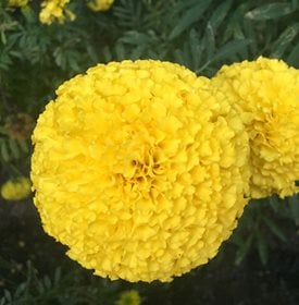Marigold mature width