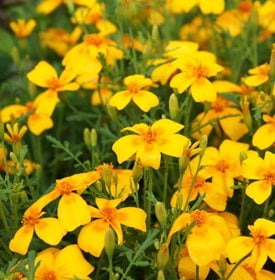 Tagetes tenuifolia ‘Lemon Gem’ - Mizy / Shutterstock.