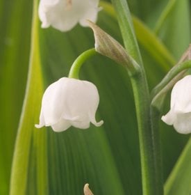 C. majalis 'Hardwick Hall' - Christopher Burrows / Alamy Stock Photo.