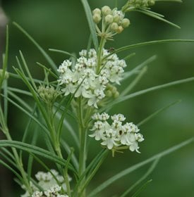 Asclepias verticillata (whorled milkweed) - Photo by: Chris Evans, University of Illinois, Bugwood.org