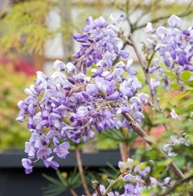 Purple Metallic Blossom Creeper from TUK