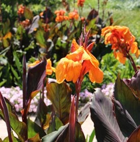 Wyoming canna lily