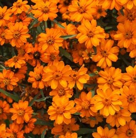 Zinnia Elegans ‘Magellan Yellow’ - Carolyn Jenkins / Alamy Stock Photo.