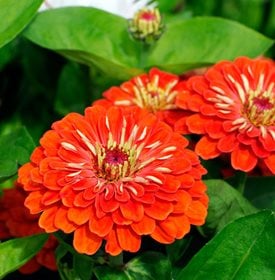 Zinnia elegans Dreamland Series Coral - RM Floral / Alamy Stock Photo.