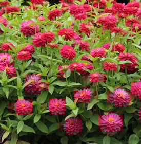 Zinnia Flowers How To Grow And Care For Zinnia Plants Garden Design