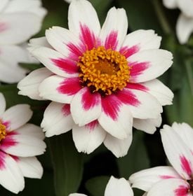 Zinnia marylandica ‘Zahara Starlight Rose’ - All America Selections.