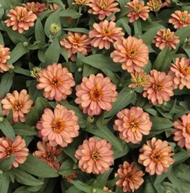 Zinnia ‘Profusion Double Deep Salmon’ - All America Selections.