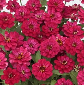 Zinnia ‘Profusion Double Hot Cherry’ - All America Selections.