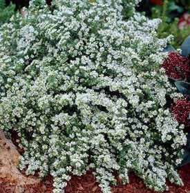 'Snow Flurry' aster - Photo by: Visions Pictures.