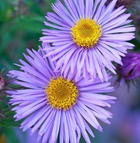 ‘Mrs. S.T. Wright’ aster - Photo by: Richard Bloom.