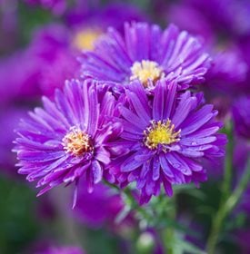 ‘Purple Dome’ aster - Photo by: Richard Bloom.