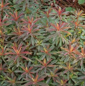 'BONFIRE' - Photo by: Proven Winners.