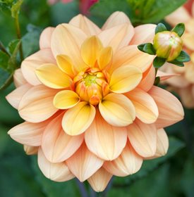 'Ginger Snap' - Photo by: Andrea Jones.