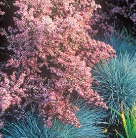 'Prince' aster - Photo by: Richard Bloom.