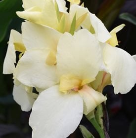 Alaska canna lily