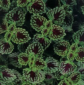 ColorBlaze Chocolate Drop Coleus - Photo by: Proven Winners.