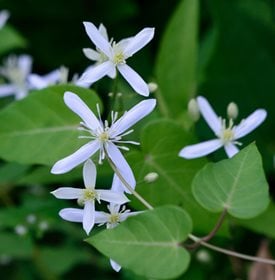 Clematis terniflora (syn. C. paniculata) - High Mountain / Shutterstock.  