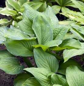 HOSTA 'GUACAMOLE' - Photo by: Manfred Ruckszio / Shutterstock.