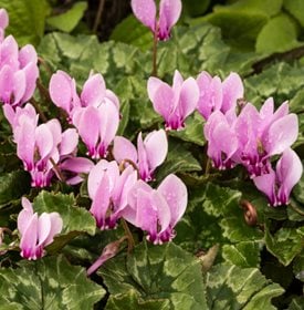 Ivy-leaved Cyclamen