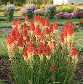 Pyromania® 'Rocket's Red Glare' Red Hot Poker
