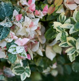 Tricolor Asian jasmine