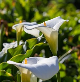 White Calla Lily