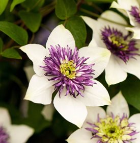 Grow Clematis How To Plant Care For The Queen Of Vines Garden Design
