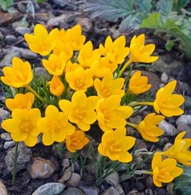 Crocus ancyrensis ‘Golden Bunch’ - Garden World Images, Ltd / Alamy Stock Photo.