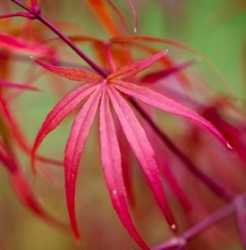 Acer palmatum ‘Beni otake’