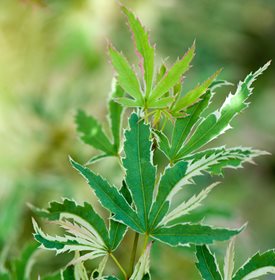 Acer palmatum ‘Butterfly’