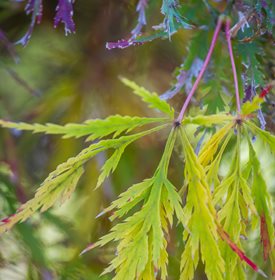 Acer palmatum var. dissectum ‘Lemon Chiffon’