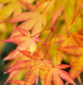 Acer palmatum ‘Sango kaku’