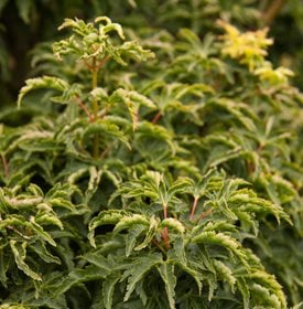Acer palmatum ‘Beni otake’